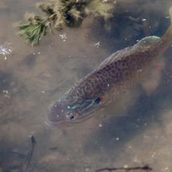 Pumpkin Seed Fish